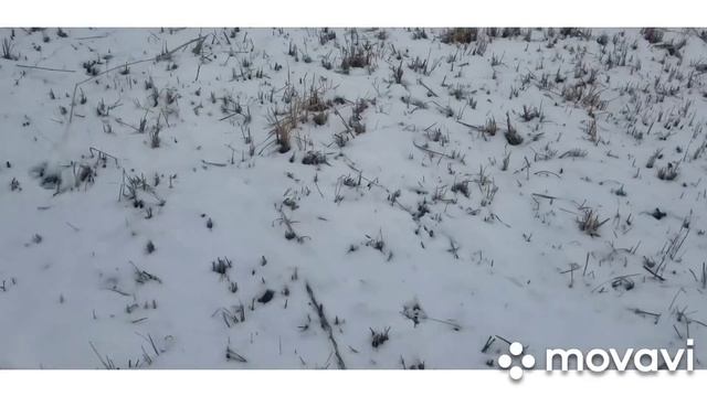 ловушка для выдры в действии