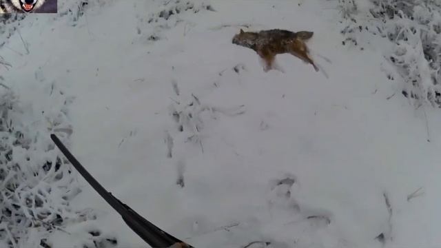 Охота на хищника