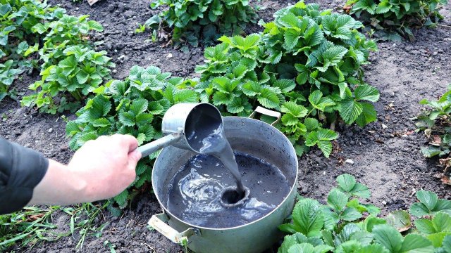 Чем подкормить клубнику в сентябре чтобы заложилось много крупной ягоды на следующий год?