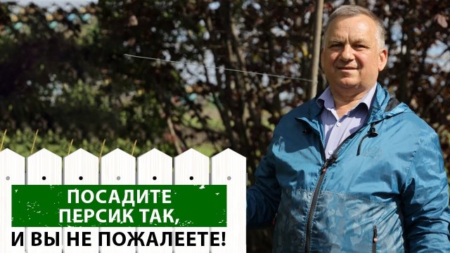 Как сажать персик? Необычный способ от нашего эксперта