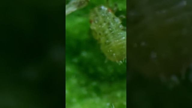Клещи видео на рутуб