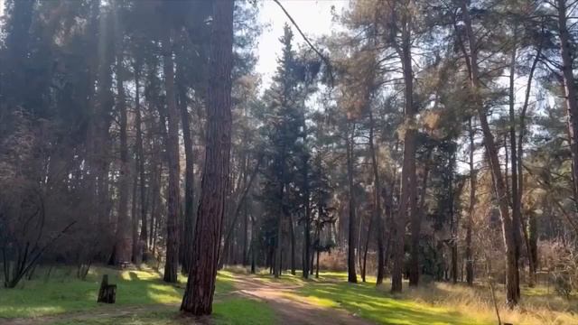 RELAX/3Hours/Живые картинки.Лес.Поле.Деревья.Небо./Relax.Live pictures.Forest.Field.Sky.Trees.