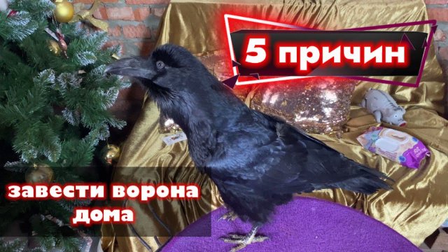 5 причин завести ворона дома