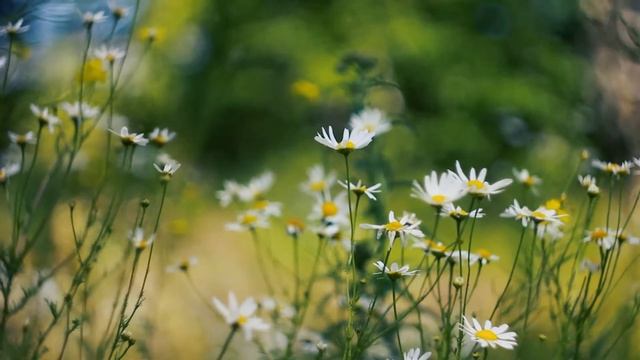 Необычные ромашки. Поле Ромашек в лесу | Футажи красивая природа [FullHD]