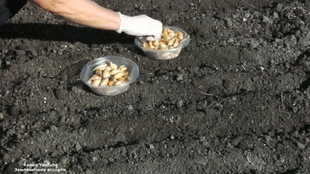 ЛУК НА ЗЕЛЕНЬ  САЖАТЬ ЛУЧШЕ ОСЕНЬЮ . ПОСАДКА ЛУКА ПОД ЗИМУ .