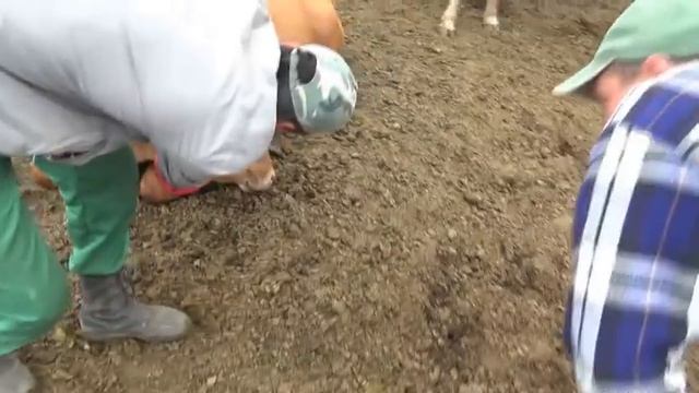 Как вылечить скот от бельма! Наш способ лечения!