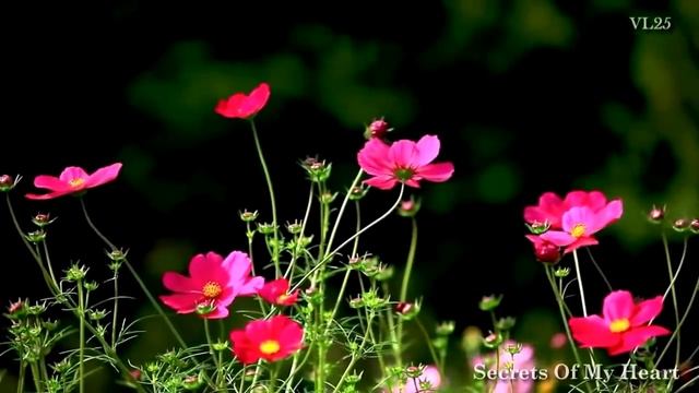 Ernesto Cortazar Beautiful Piano Music