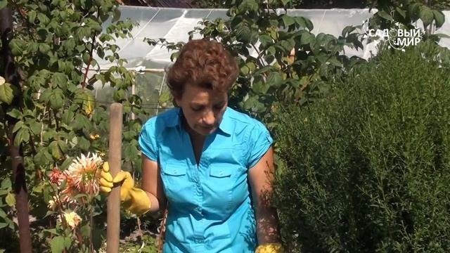 Болезни георгинов.Вирус мозаики.Сайт "Садовый мир"