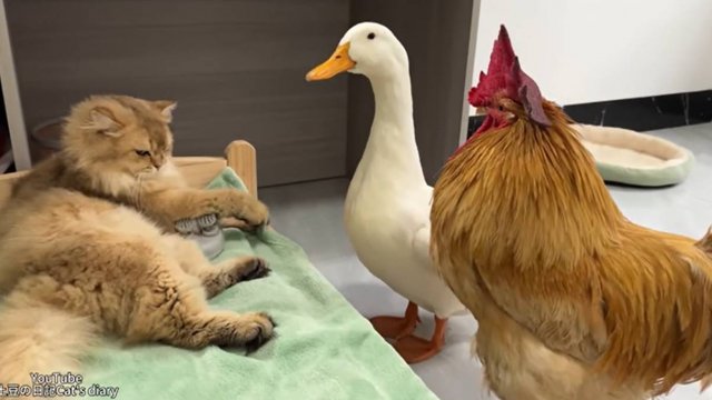 🤣 УТКА И ПЕТУХ РАЗОЗЛИЛИ КОТА, КОТОРЫЙ ОТДЫХАЛ С МАССАЖЕРОМ)