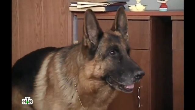 Возвращение Мухтара 2. Четыре рисунка карандашом