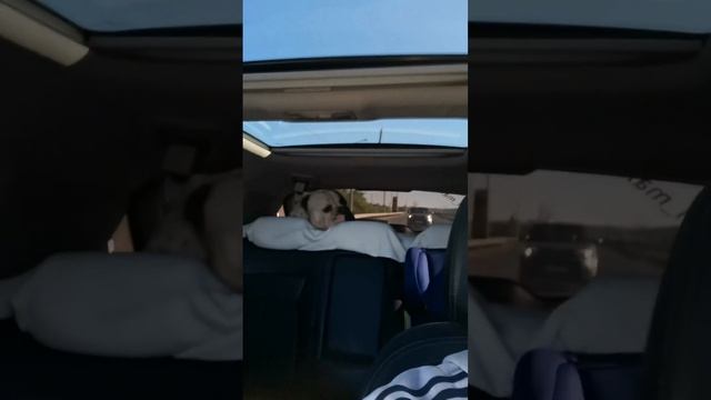 путешественник