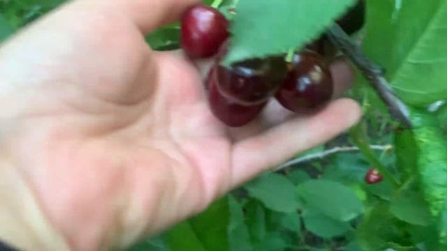 Черешня Ипуть в нашем питомнике