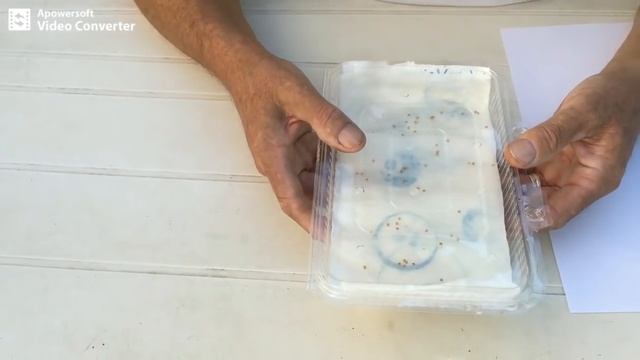 L' orto del Futuro SOLANUM Torvum/Chrysotrichum dalla semina all' innesto.