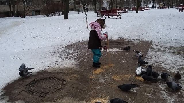 ВЛОГ Как правельно кормить голубей. VLOG