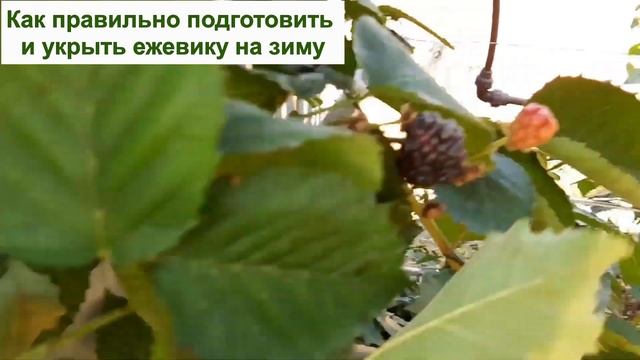 УКРЫТИЕ ЕЖЕВИКИ НА ЗИМУ в саду - КАК ПОДГОТОВИТЬ ЕЖЕВИКУ, ТОЧНО ПЕРЕЗИМУЕТ! Секреты, уход, утеплени