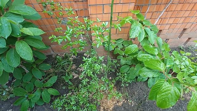 Весенний сад, обзор, экзотические растения