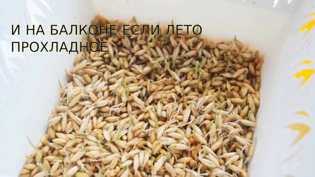 Травка для кошек прорастить быстро ОВЕС