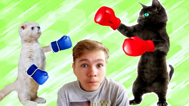 Чтобы ВЫЖИТЬ! Маленький Котёнок СРАЗИТСЯ! с ЧЁРНОЙ Кошкой!