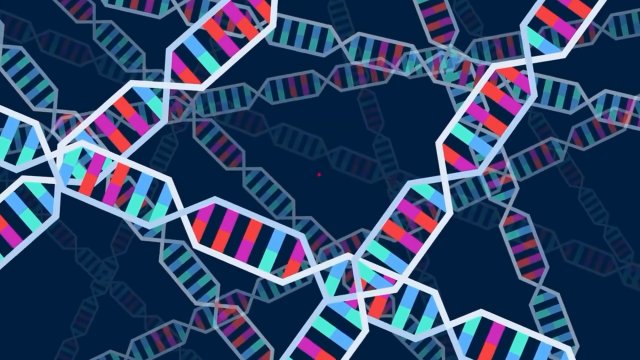 Что такое ДНК