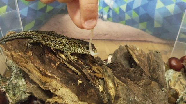 Чем кормить прыткую ящерицу. Корм для ящерицы.