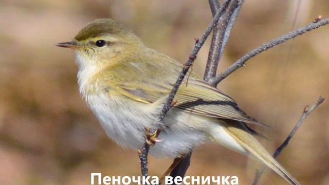 Птицы Ленинградской области