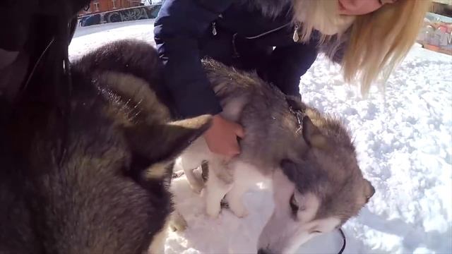 Маламут Лекси НАПАЛА на Кавказскую овчарку
