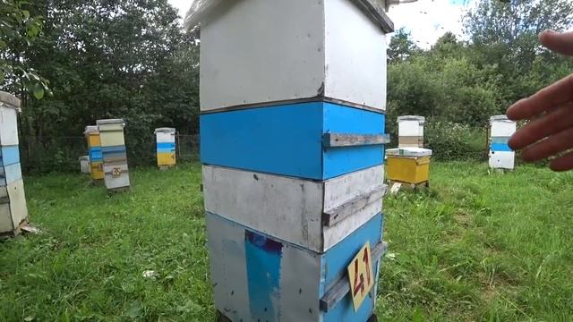 Улей медовик и мирное объединение пчёл. Пасека Лаврова