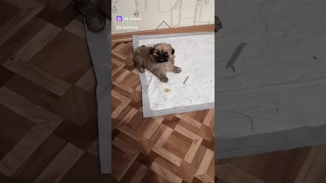 clip268721514_456239088.mp4