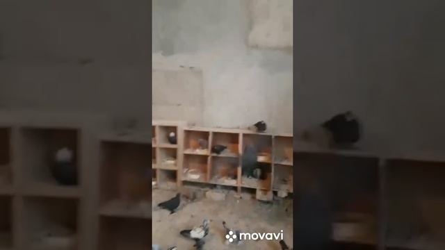 Все бойные голуби от. Санжар. Г. Самарканд