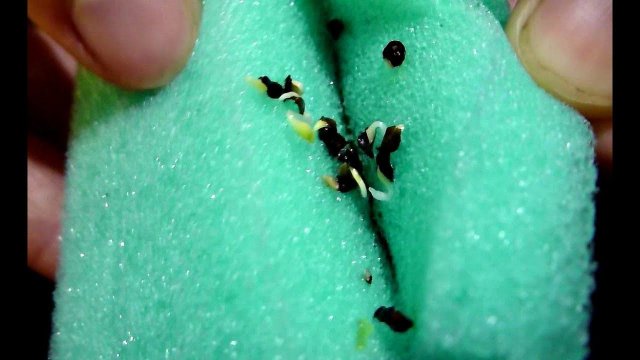 Вот так способы! Прорастут даже мертвые и старые семена! Как прорастить семена?