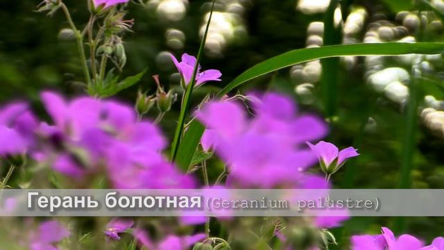 Герань болотная