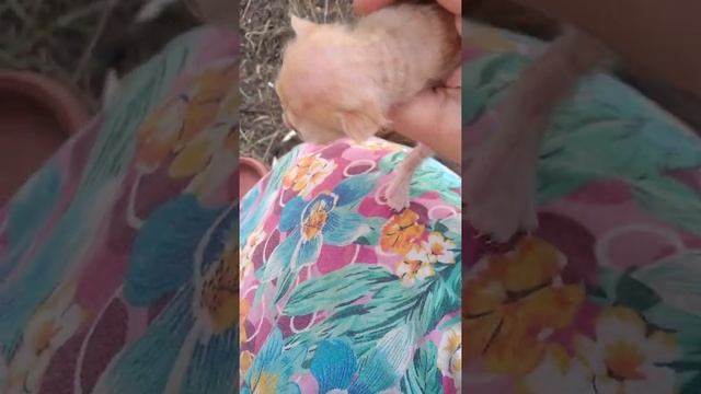 Шотландская длинношерстные вислоухая Мотя родила