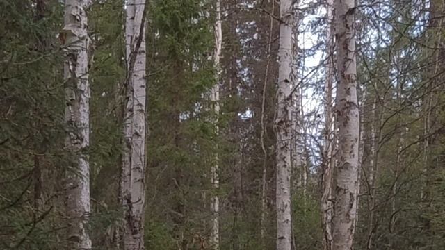 ОХОТА С НАРЕЗНЫМ ОРУЖИЕМ / С МЕЛКАШКОЙ НА БОРОВУЮ ДИЧЬ / ПТИЦА ЛЕТИТ НА МАНОК ОТЛИЧНО! Тайга Коми.