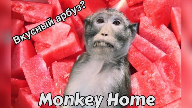 Какой арбуз вкуснее? (Домашние макаки)