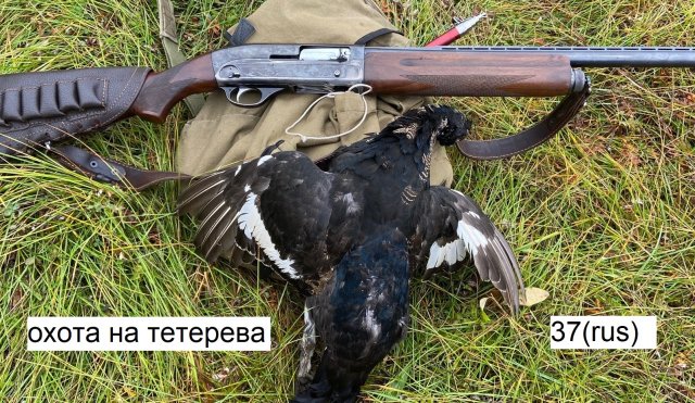Охота на тетерева. Охота на тетерева осенью 2022