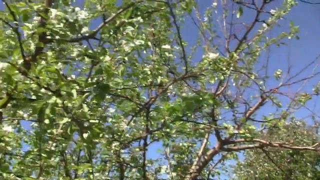 Тополь и рябина