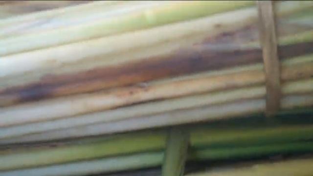 заготовка рогоза