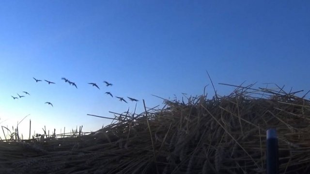 Одиночная охота на гуся! Супер налеты! Супер выстрелы! С налета упало 4 серяка!