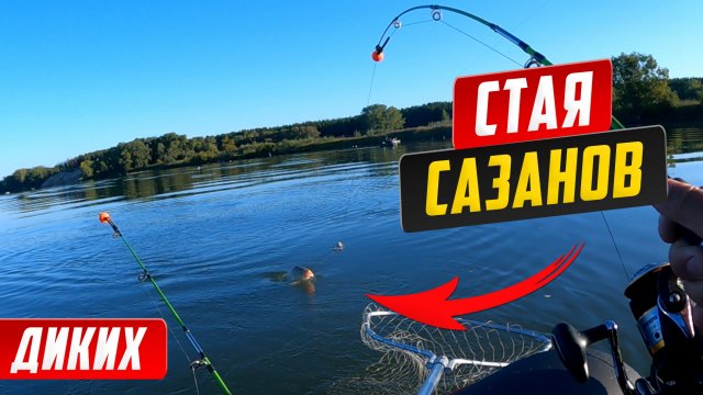 Попал на клев САЗАНА. Столько САЗАНОВ я еще не ловил.