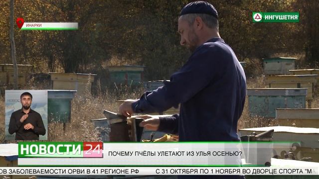 Почему пчелы улетают из улья осенью?