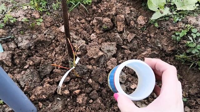 Как укрыть саженец винограда первого года на зиму