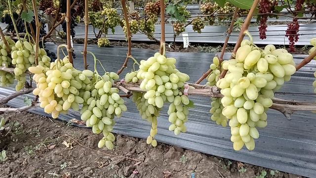 Виноград Блондо (Калугин В. М.) Виноградник Король В. Н. 13.08.24г. г. Краснодар 8(918) 62-41-3 07