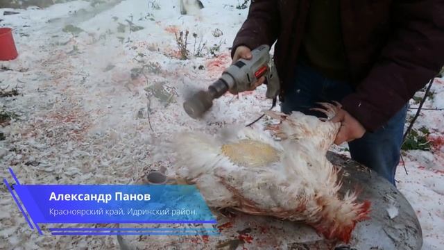 Ощипывание кур. Изготовление перосъемной насадки своими руками из подручных средств.