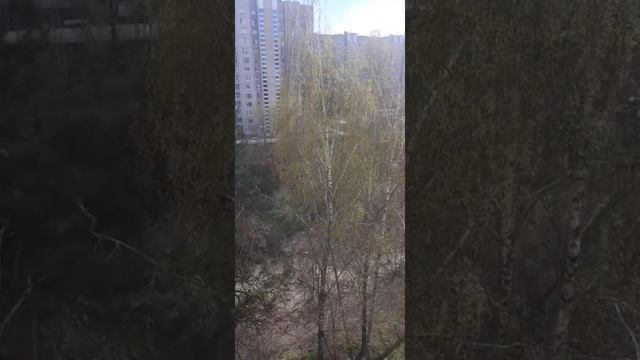 Шингэн чэчкэлэр. Нафкат Нигматуллин.