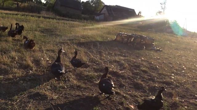 Мускусные утки тяжёлой немецкой линии Отличие от обычных мускусных уток