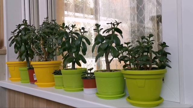 Почему не растёт денежное дерево (толстянка).