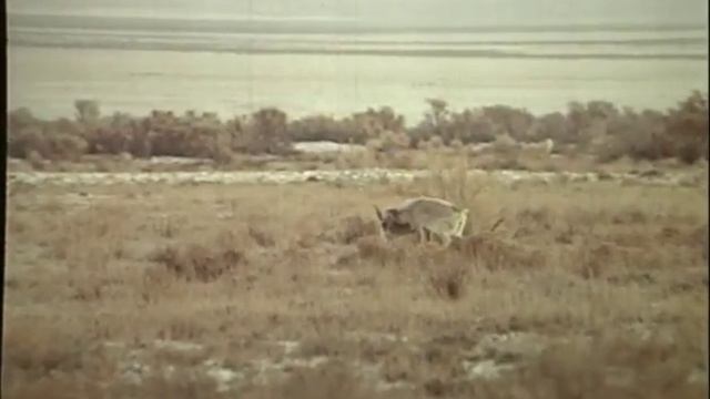 Сайгаки: Saigas