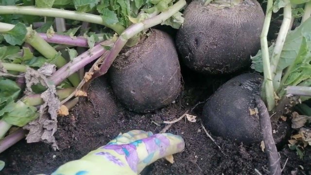 Сбор урожая редьки и правильное хранение