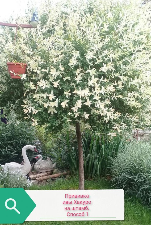 Прививка ивы Хакуро Нишики на штамб. Способ 1