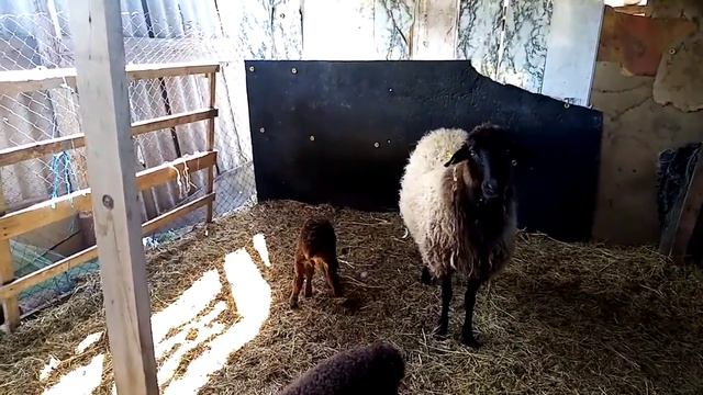 Содержание овец без сарая
